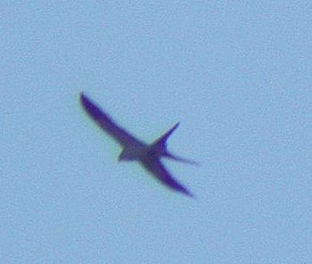 Swallow-tailed Kite