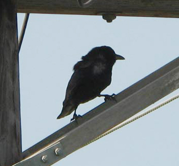 Tamaulipas Crow