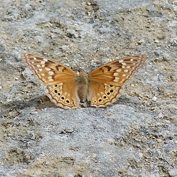 Tawny Emperor
