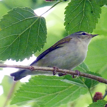 Tennessee Warbler