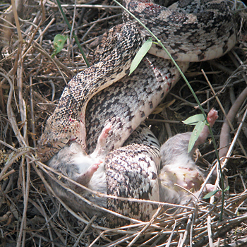 Texas Rat Snake