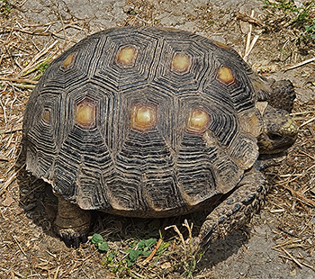 Texas Tortoise