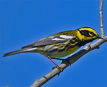 Townsend's Warbler