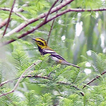 Townsend's &times; Black-throated Green Warbler hybrid