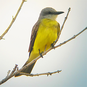 Tropical Kingbird
