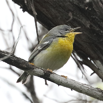 Tropical Parula