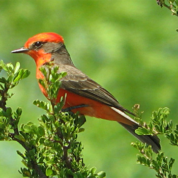 Vermilion Flycatcher