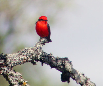 Vermilion Flycatcher
