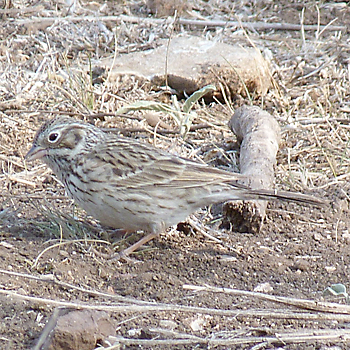 Vesper Sparrow