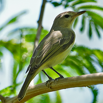 Warbling Vireo