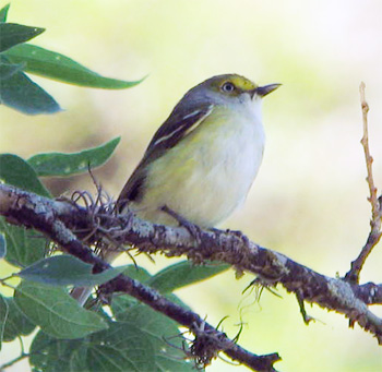 White-eyed Vireo