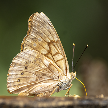 White Peacock