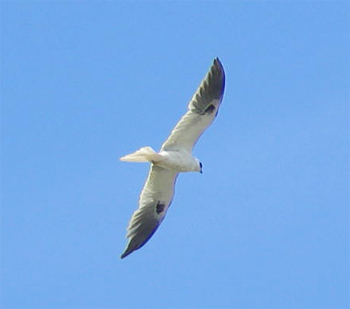 White-tailed Kite
