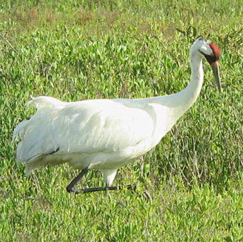 Whooping Crane
