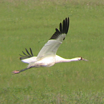 Whooping Crane