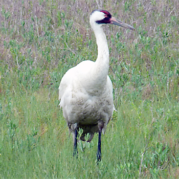 Whooping Crane