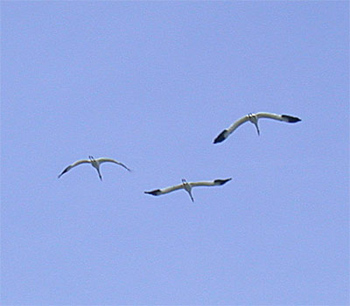 Whooping Cranes