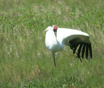 Whooping Crane