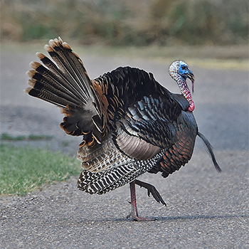 Wild Turkey
