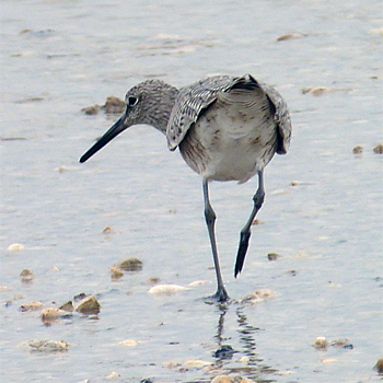 (Western) Willet
