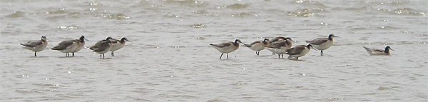 Wilson's Phalaropes