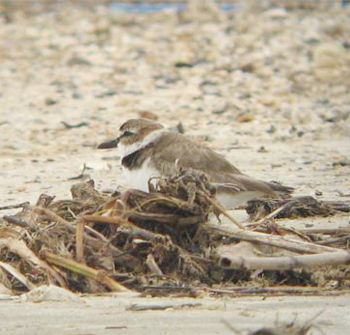 Wilson's Plover