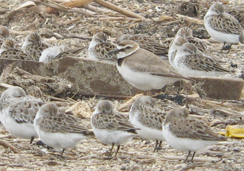 Wilson's Plover
