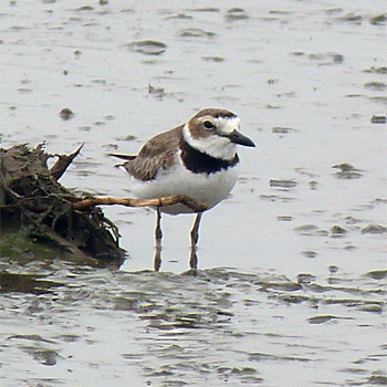 Wilson's Plover