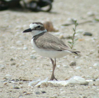 Wilson's Plover