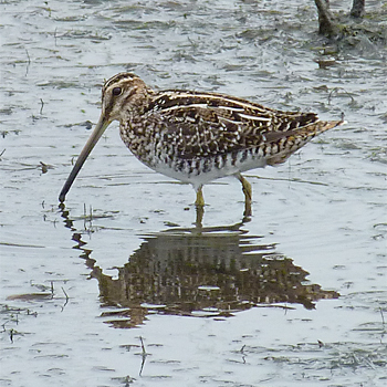 Wilson's Snipe