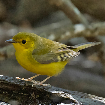 Wilson's Warbler