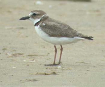Wilson's Plover