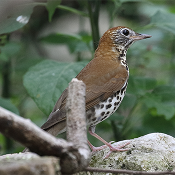 Wood Thrush