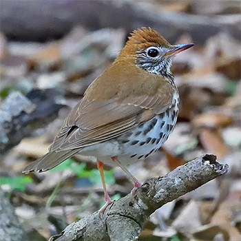Wood Thrush