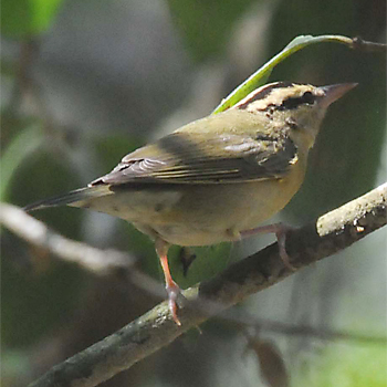 Worm-eating Warbler