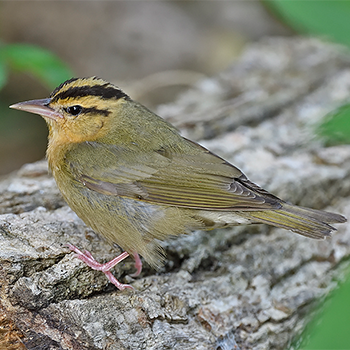 Worm-eating Warbler