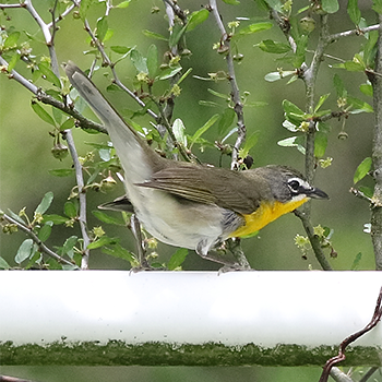 Yellow-breasted Chat