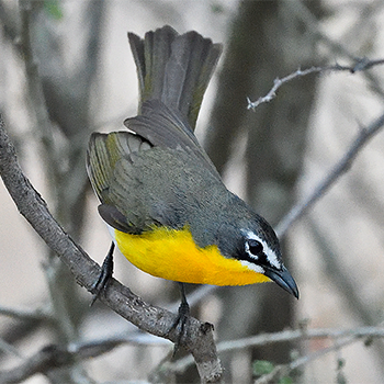 Yellow-breasted Chat