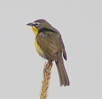 Yellow-breasted Chat