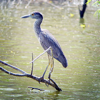 Yellow-crowned Night-heron