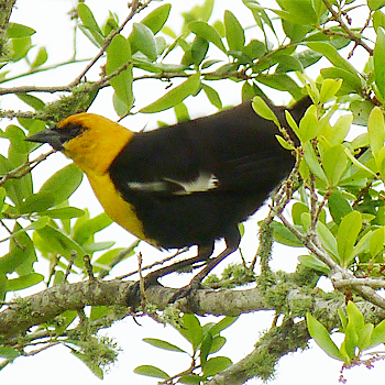 Yellow-headed Blackbird