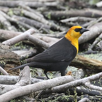 Yellow-headed Blackbird