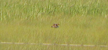 Yellow Rail