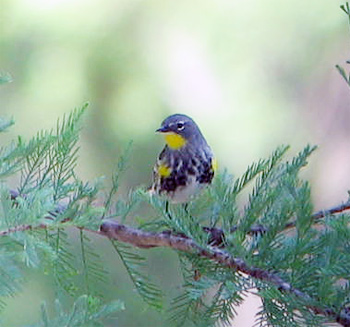 Yellow-rumped (Audubon's) Warbler