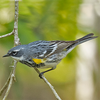 Yellow-rumped Warbler