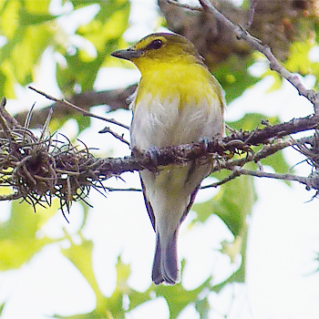 Yellow-throated Vireo