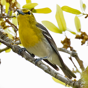 Yellow-throated Vireo