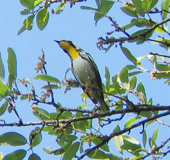 Yellow-throated warbler