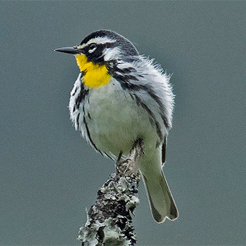 Yellow-throated Warbler