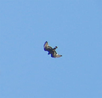 Zone-tailed Hawk